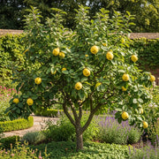 5ft 'Geant du Portugal' Quince Tree | 9L Pot | 2 Years Old